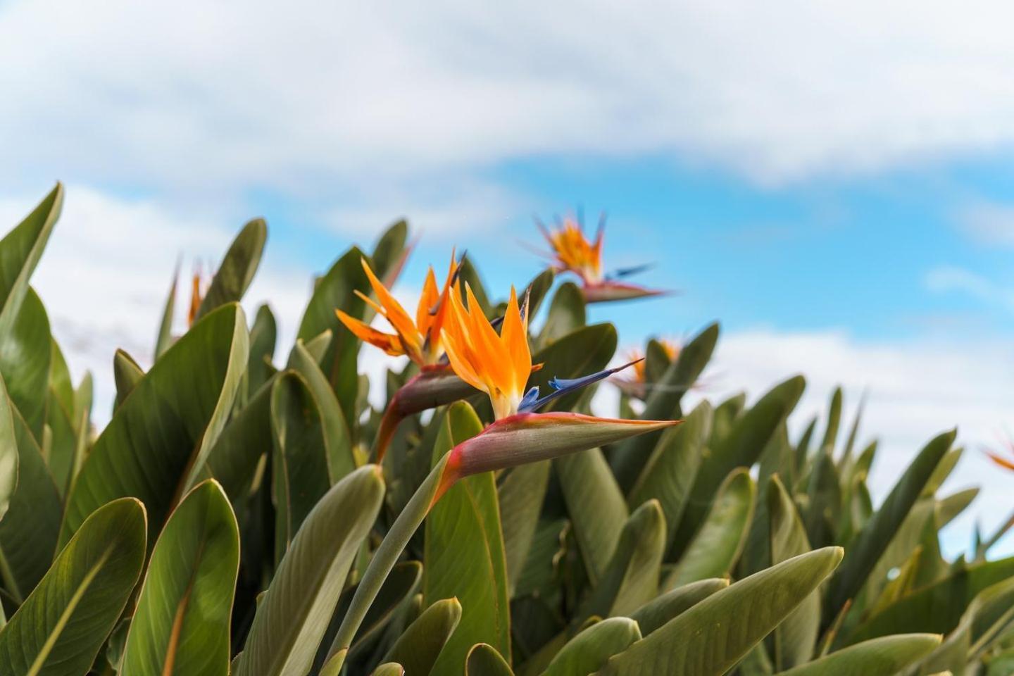 Sunny Getaway In Funchal (Madeira)