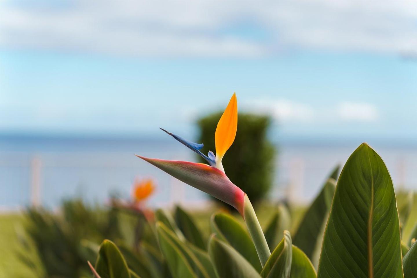 Apartamento Sunny Getaway In Funchal (Madeira)